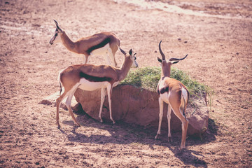 Flock of the gemsbok is a large antelope in the Oryx genus. Outdoors.
