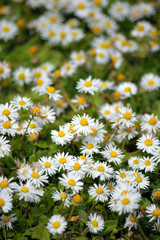 Fototapeta premium daisies in the spring