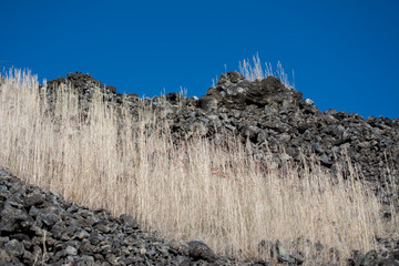 Crecimiento de vegetación seca en medio de una montaña de piedras volcánicas. 