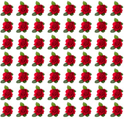 red  rose   valentine