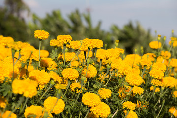Obraz premium Marigold in field
