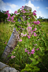 Flowers on a post