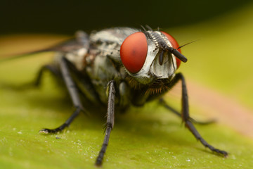 Close-up house fly on green leaf