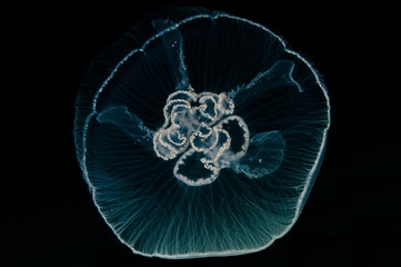 Aurelia jellyfish in the deep.
