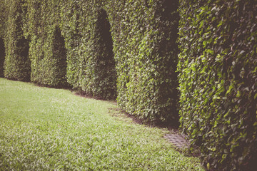 Green leaves wall background. Outdoor horizontal hedges with grass.
