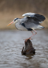 Grey heron standing on the tree in the water, fishing, with clean brown background