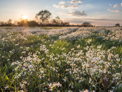 Fototapeta Białe kwiaty na łące o zachodzie słońca