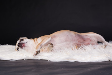 Entspannter Chihuahua