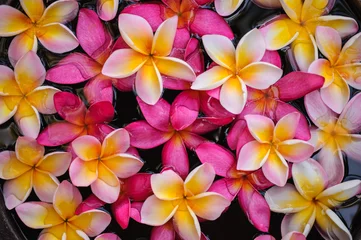 Deurstickers Frangipani roze frangipani bloem textuur Achtergrond