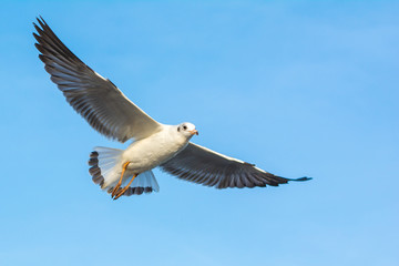 Seagull flying in the sky