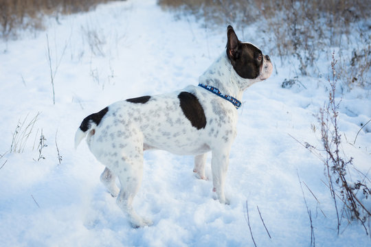 French bulldog on the walk in winter scenery
