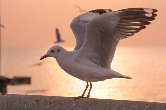 Seagull with sunset background