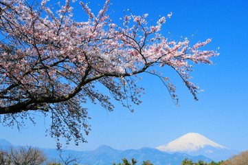 富士山と桜と青空