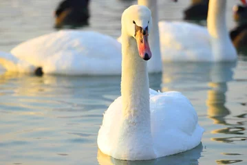 Acrylic prints Swan Elegant swan