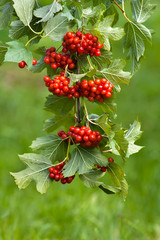 branch of red viburnum berries in the garden