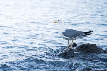 Seagull by the sea