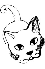 vector sketch of a cat looking into the eyes