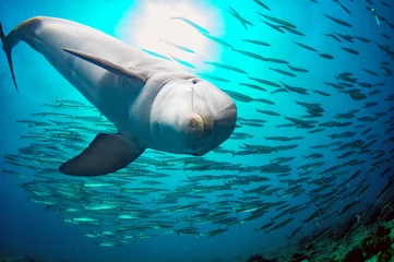 Fotobehang dolphin underwater on reef background © Andrea Izzotti