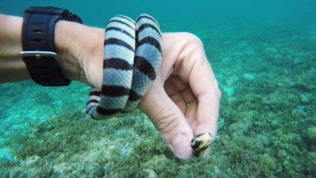 Sea snake on a man's hand.4K video,ultra HD.Travel concept,Adventure concept
