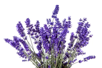 Poster Closeup of lavender flowers over white background © Sandra van der Steen