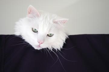 White cat is looking from the top
