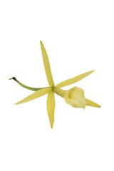 Fototapeta premium Close-up of beautiful Yellow Orchid flower isolated on white bac