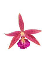 Close-up of beautiful Purple Orchid flower isolated on white bac