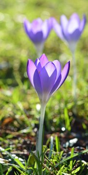 Hellblaue Krokusse