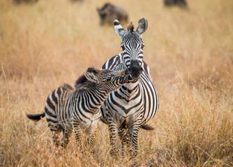 Zebra with a baby. Kenya. Tanzania. National Park. Serengeti. Maasai Mara. An excellent illustration.