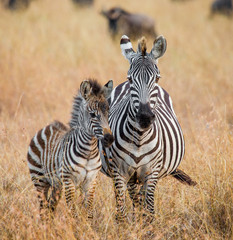 Obraz na płótnie Canvas Zebra with a baby. Kenya. Tanzania. National Park. Serengeti. Maasai Mara. An excellent illustration.