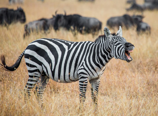 Fototapeta na wymiar Zebra standing in the savannah and yawning. Kenya. Tanzania. National Park. Serengeti. Masai Mara. An excellent illustration.