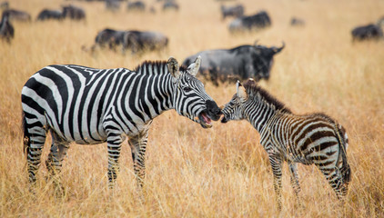 Obraz na płótnie Canvas Zebra with a baby. Kenya. Tanzania. National Park. Serengeti. Maasai Mara. An excellent illustration.