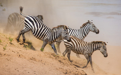 Fototapeta na wymiar Group of zebras running in the dust. Kenya. Tanzania. National Park. Serengeti. Maasai Mara. An excellent illustration.