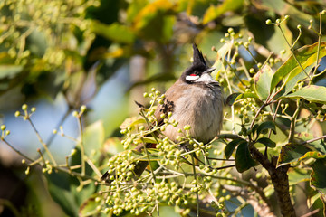 Red-whiskered Bulbul perched on a tree branch with green leaves
