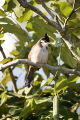 Obraz premium Red-whiskered Bulbul perched on a tree branch with green leaves 