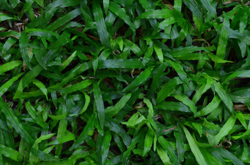 Fototapeta na wymiar Fresh Green Grass