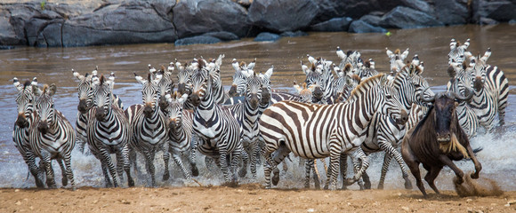 Big herd of zebras standing in front of the river. Kenya. Tanzania. National Park. Serengeti. Maasai Mara. An excellent illustration. © gudkovandrey