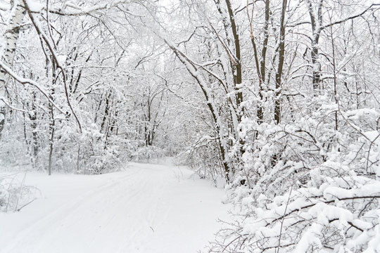 Fototapeta trees in the snow along the road