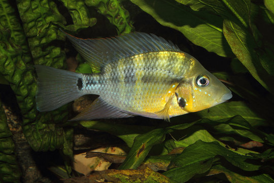 Yellow Fire Mouth (Thorichthys passionis)
