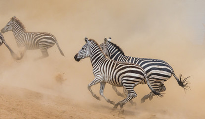 Fototapeta na wymiar Zebras are running in the dust in motion. Kenya. Tanzania. National Park. Serengeti. Masai Mara. An excellent illustration.