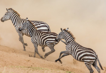 Fototapeta na wymiar Zebras are running in the dust in motion. Kenya. Tanzania. National Park. Serengeti. Masai Mara. An excellent illustration.