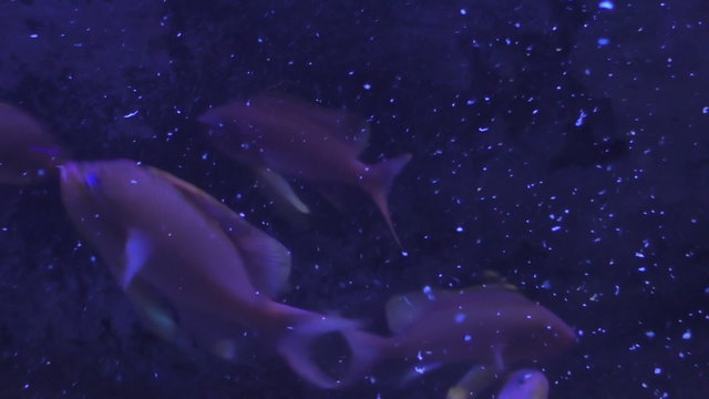 In a dark blue deep water with many tiny glowing particles floating two fish swim towards camera and the fish behind spits food particles out of its mouth, then other fish quickly react 