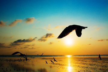 Fototapeta na wymiar Seagull with sunset 
