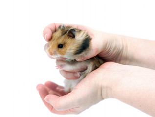 Brown Syrian hamster with filled cheeks in hands