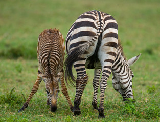 Zebra with a baby. Kenya. Tanzania. National Park. Serengeti. Maasai Mara. An excellent illustration.