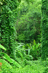 Martinique, picturesque tropical forest in the village of Les Le