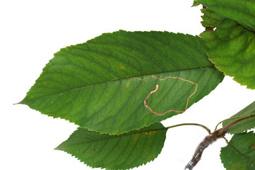 Lyonetia clerkella in the leaves of cherries - obrazy, fototapety, plakaty