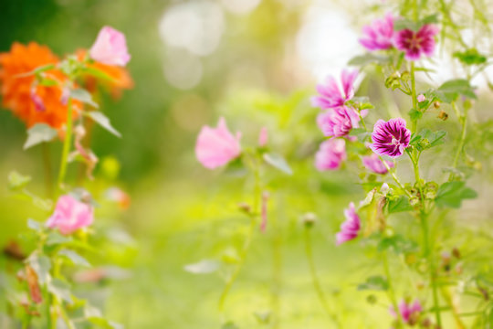 Blurry summer flower background with blooming mallow