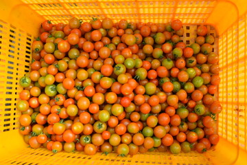 a yellow corf of tomatoes harvest 