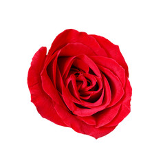 Close-up red rose isolated on white background